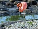 American Flamingo (WWT Slimbridge October2011) - pic by Nigel Key